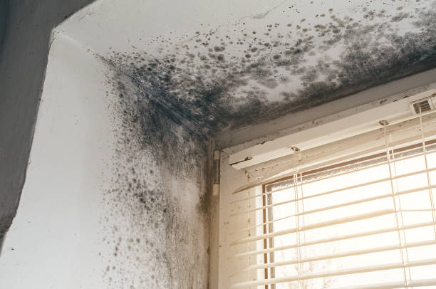 Affordable Bathroom Mold Removal solutions in Bellevue, MI
